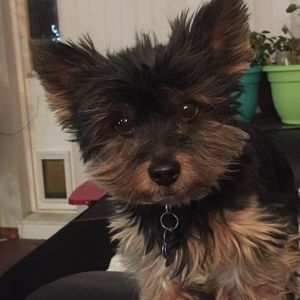 Meet your Posher, Penelope